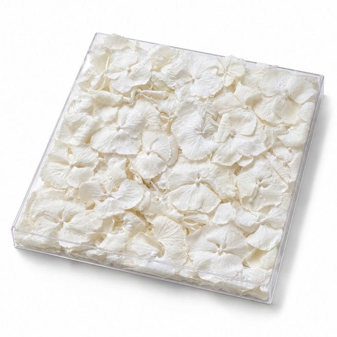 Fleur Maison Ivory Freeze-Dried Hydrangea Petals - 1000ml