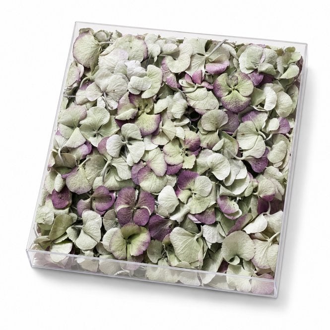 Fleur Maison Vintage Green Freeze-Dried Hydrangea Petals - 1000ml