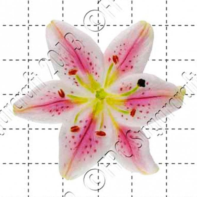FPC Moulds Lily - Cake Decorating Silicone Mould